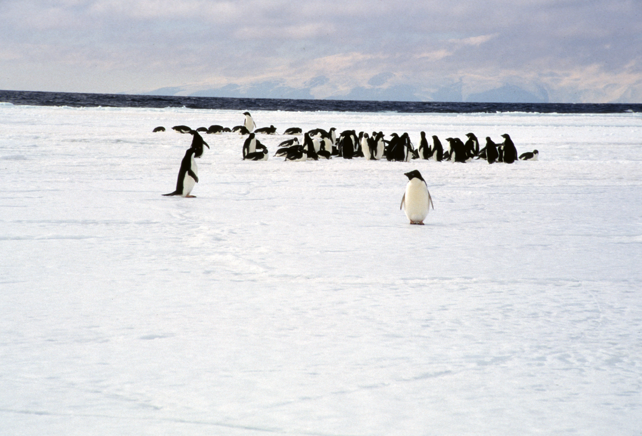 Adelie penguins at sea ice edge